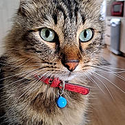 Syl Vie Toquette participe au concours pour gagner de l'argent avec cette photo : cat, tabby, close_up, portrait, green_eyes, whiskers, collar, bell, feline, pet, indoor, fur, nose, ears, wooden_floor, home, plant_blur, macro, cute, focused