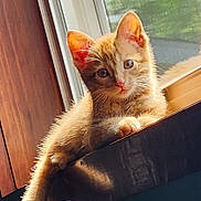 George joined the competition — help win amazing prizes! animal, cat, cozy, curious, cute, domestic, ears, feline, fur, indoor, kitten, orange_cat, pet, portrait, resting, sunlight, whiskers, window, wood, young