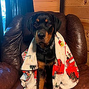 Gus is registered to the contest to win money with this photo: dog, rottweiler, pet, blanket, leather_chair, armchair, wood_paneling, cabin, cozy, portrait, sitting, indoor, holiday_blanket, festive, red_truck, black_and_tan, collar, paw, window, curtain