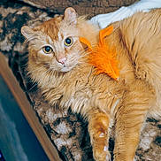 King is registered to the contest to win money with this photo: cat, orange_cat, fluffy, pet, animal, indoor, closeup, feather_toy, curious, relaxed, feline, soft, cute, whiskers, ears, eyes, fur, blanket, resting, cozy