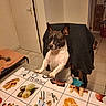 dog, chair, table, tablecloth, food_images, indoor, tile_floor, door, blanket, pet, animal, brown_and_white, ears_up, curious, domestic, kitchen, package, wrapped_food, seated, looking