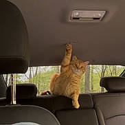 Louis joined the competition — help win amazing prizes! cat, orange_tabby, car_interior, backseat, paw_raised, window, trees, forest, headrest, seat, leather, pet, animal, feline, playful, indoor, transport, vehicle, seatbelt, daytime