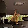 cat, orange_tabby, car_interior, backseat, paw_raised, window, trees, forest, headrest, seat, leather, pet, animal, feline, playful, indoor, transport, vehicle, seatbelt, daytime