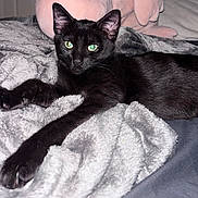 Zury joined the competition — help win amazing prizes! black_cat, cat, pet, animal, feline, green_eyes, fluffy_blanket, gray_blanket, indoor, relaxing, lying_down, cozy, soft_texture, close_up, portrait, whiskers, ears, paw, fur, bedroom