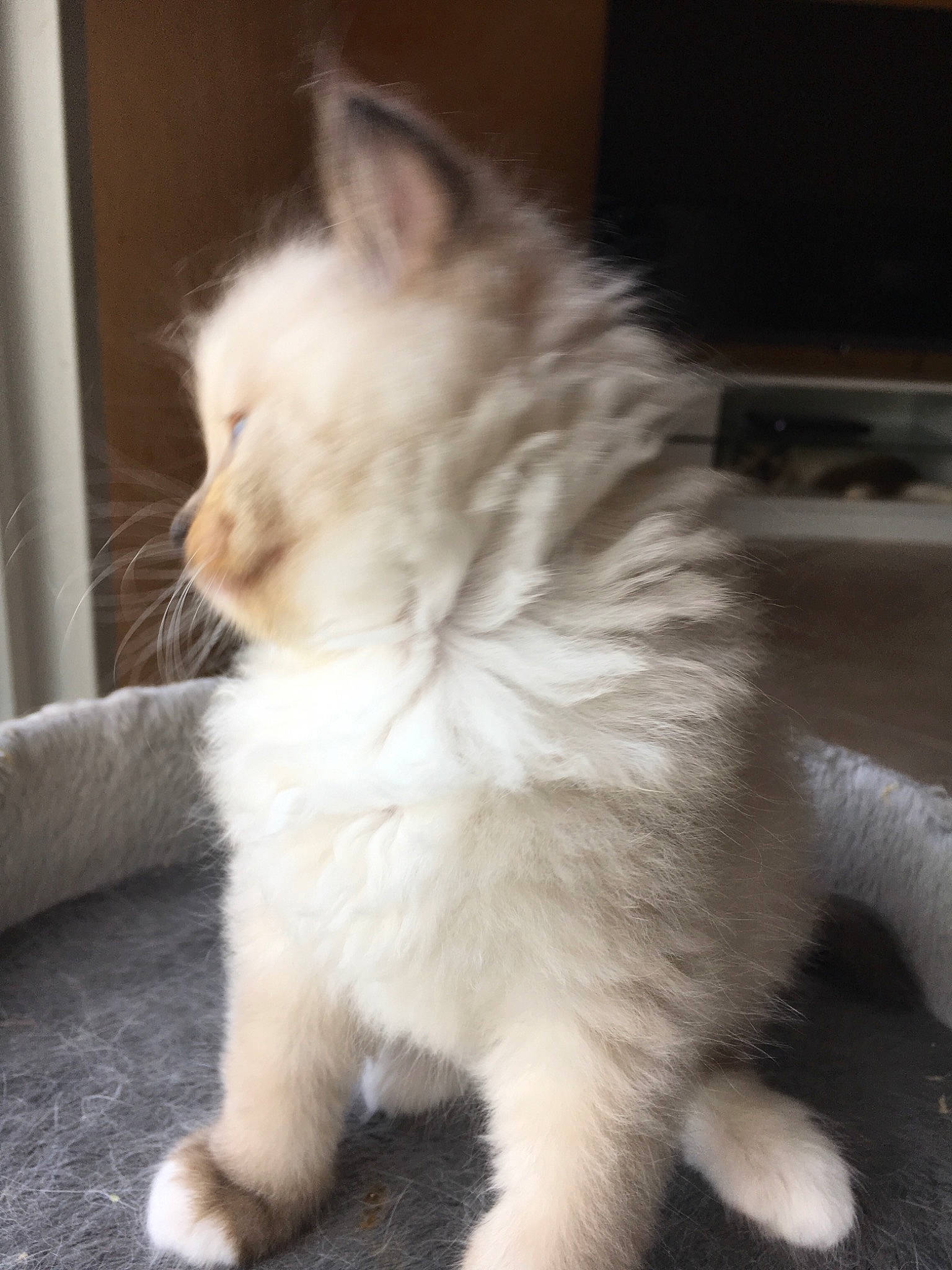 Pablo participe au concours pour gagner de l'argent avec cette photo : british_semi_longhair, carnivore, cat, domestic_long_haired_cat, fawn, felidae, fur, kitten, mammal, norwegian_forest_cat, persian, ragamuffin, ragdoll, small_to_medium_sized_cats, tail, turkish_angora, turkish_van, vertebrate, whiskers