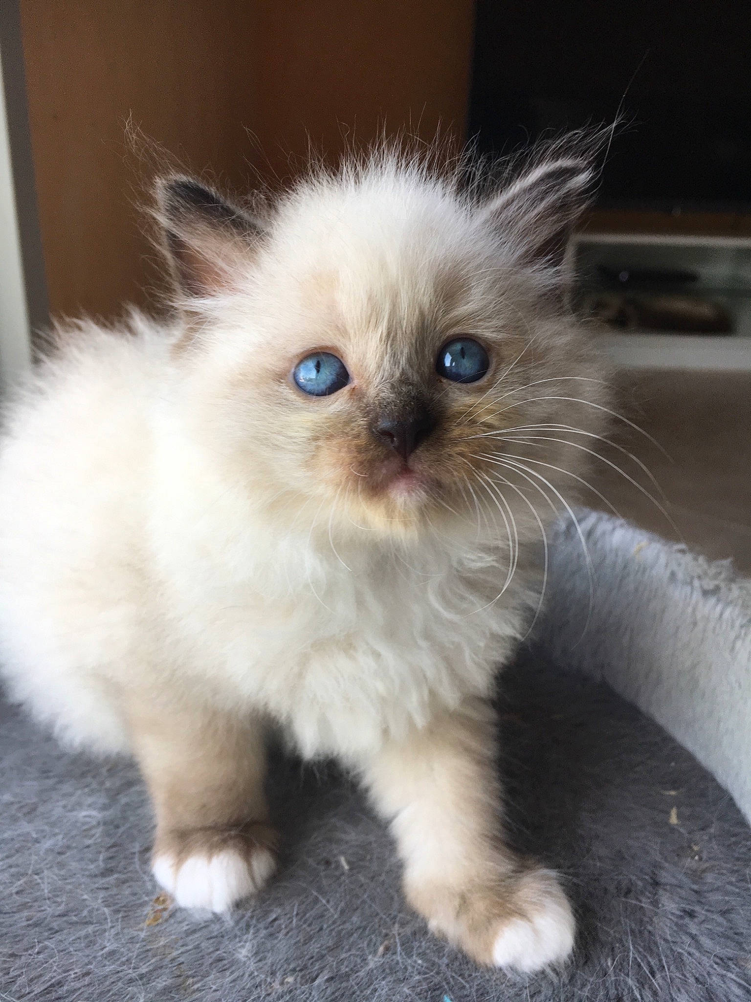 Pablo a rejoint le concours — aidez-le/la à gagner de superbes lots ! asian_semi_longhair, birman, british_longhair, british_semi_longhair, carnivore, cat, domestic_long_haired_cat, eye, fawn, felidae, himalayan, iris, kitten, mammal, napoleon_cat, persian, ragdoll, small_to_medium_sized_cats, vertebrate, whiskers