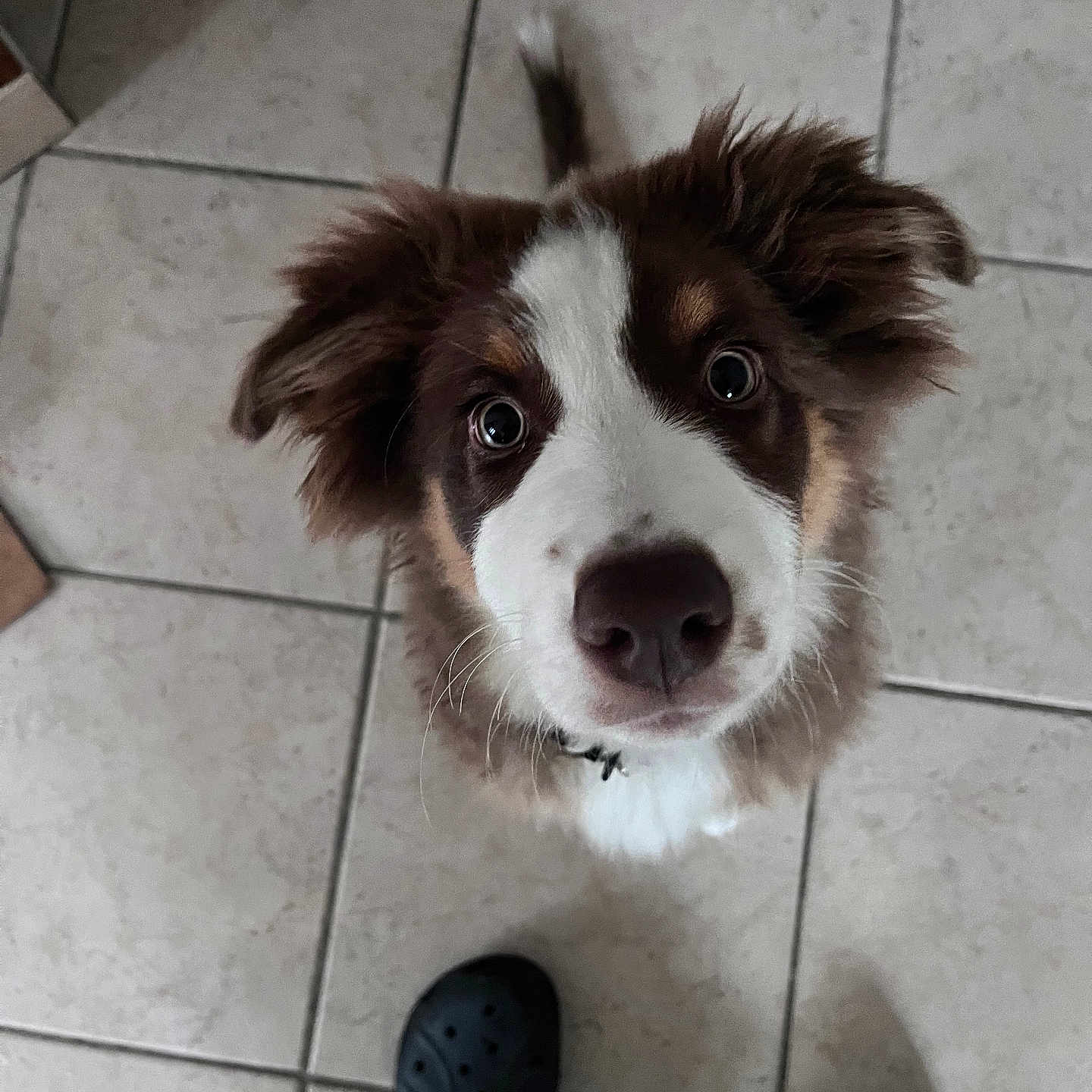 Valto a rejoint le concours — aidez-le/la à gagner de superbes lots ! animal, boy, canine, child, clothing, collie, dog, footwear, hardwood, husky, male, path, person, pet, puppy, shoe, sneaker, tile, walkway, wood