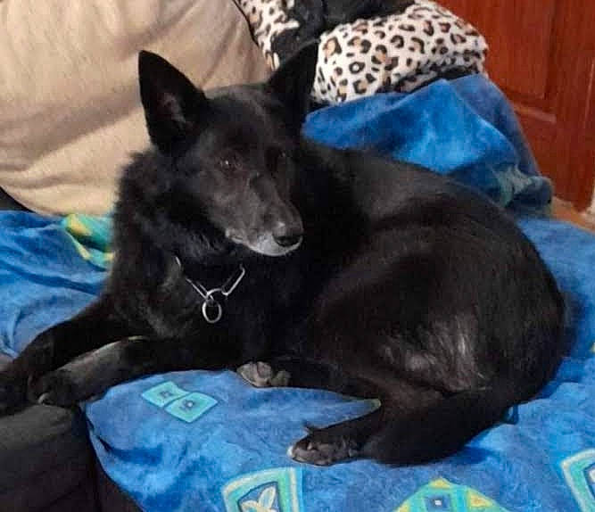 Junga a rejoint le concours — aidez-le/la à gagner de superbes lots ! black_norwegian_elkhound, canidae, carnivore, comfort, companion_dog, dog, dog_breed, dog_supply, felidae, fur, guard_dog, mammal, schipperke, sporting_group, tail, toy_dog, whiskers, working_animal, working_dog