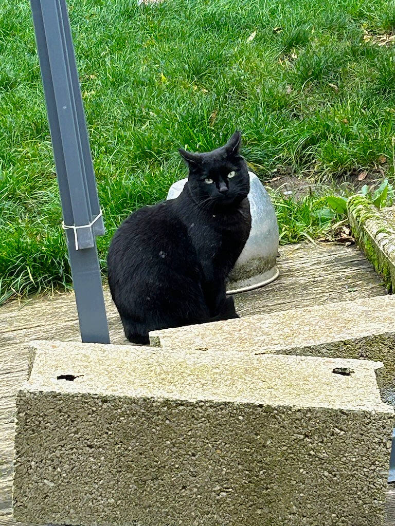 Minou participe au concours pour gagner de l'argent avec cette photo : black_cat, bombay, carnivore, cat, domestic_short_haired_cat, felidae, fur, grass, grey, groundcover, plant, road_surface, shadow, sitting, small_to_medium_sized_cats, snout, tail, terrestrial_animal, tints_and_shades, whiskers