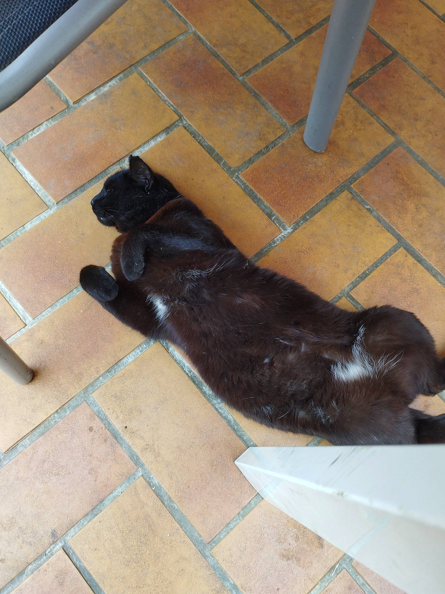 Minou participe au concours pour gagner de l'argent avec cette photo : carnivore, companion_dog, dog_breed, durango_boot, fawn, felidae, floor, flooring, fur, hardwood, human_leg, liver, pet_supply, shadow, small_to_medium_sized_cats, snout, tail, terrestrial_animal, tile_flooring, wood