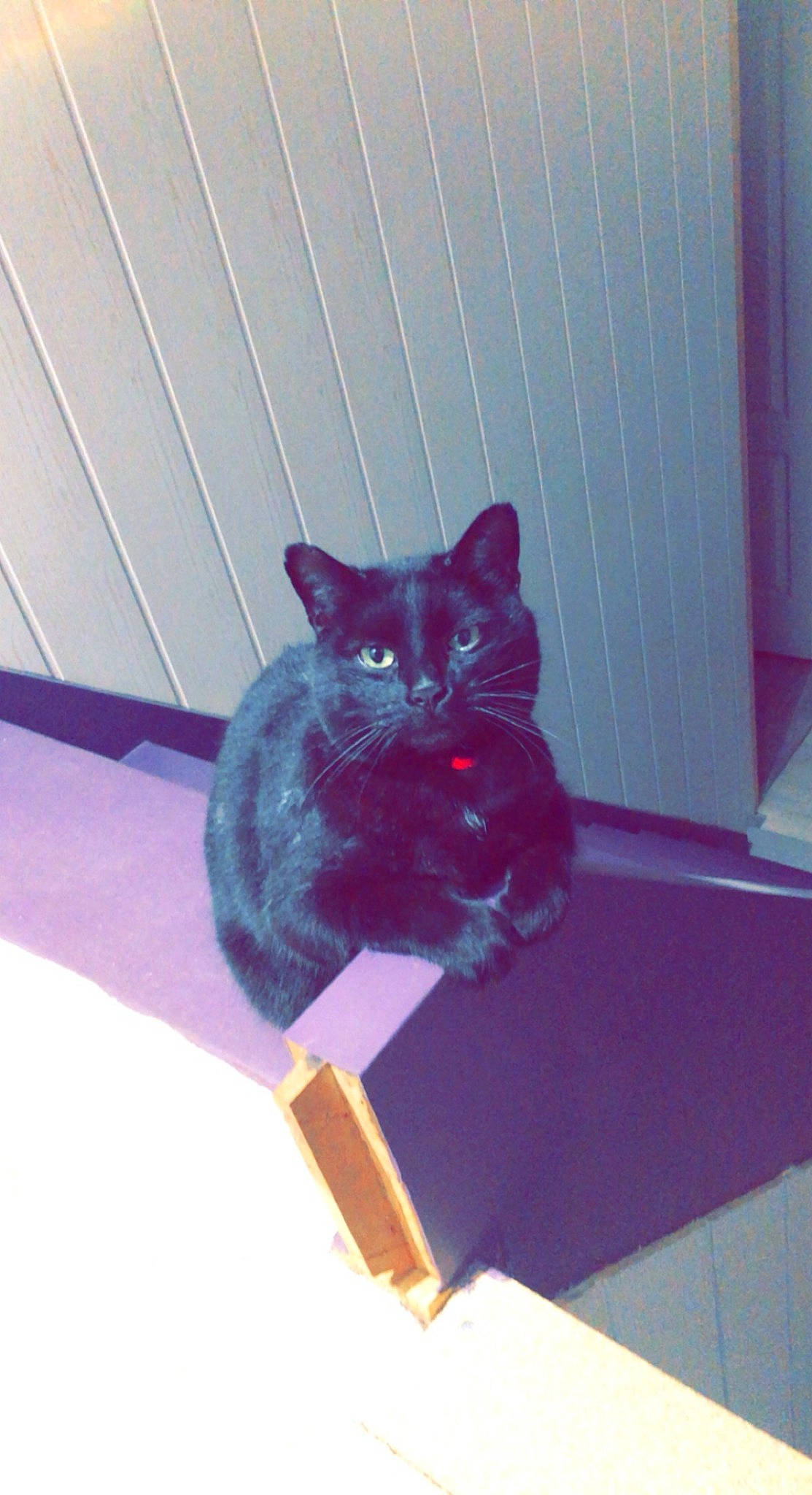 Minou a rejoint le concours — aidez-le/la à gagner de superbes lots ! black_cat, carnivore, cat, cat_supply, comfort, domestic_short_haired_cat, electric_blue, felidae, fur, grey, magenta, pet_supply, purple, small_to_medium_sized_cats, snout, stairs, tail, tints_and_shades, whiskers, wood