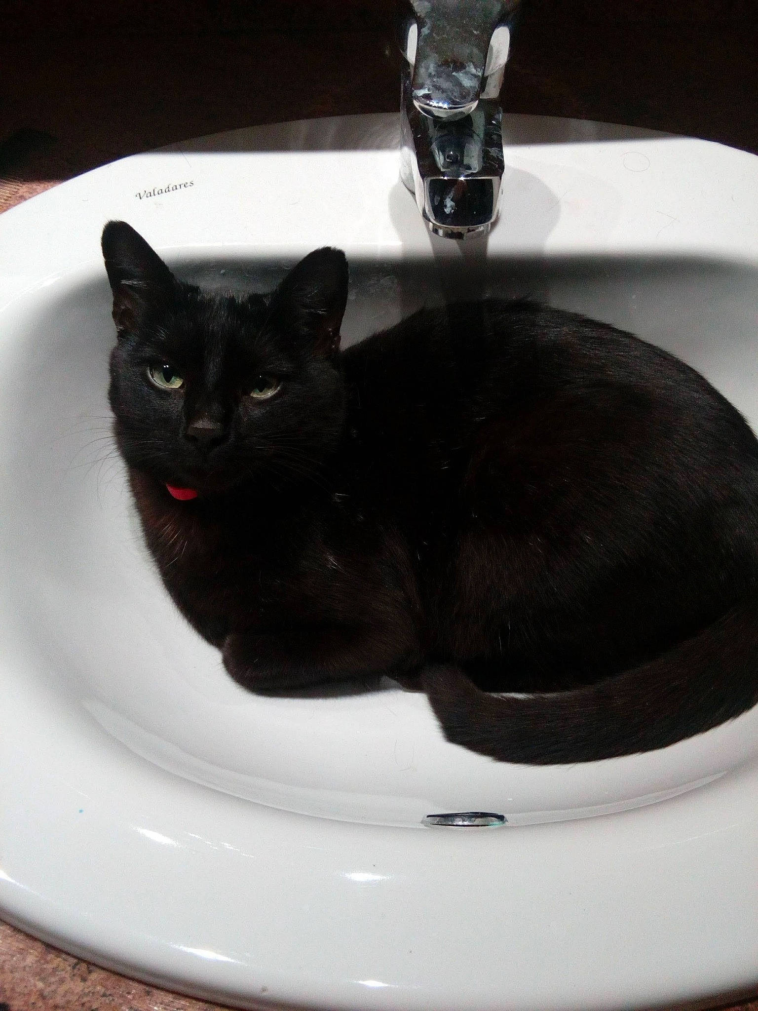Minou a rejoint le concours — aidez-le/la à gagner de superbes lots ! bathroom, bathroom_sink, black_cat, bombay, carnivore, cat, ceramic, domestic_short_haired_cat, felidae, fluid, fur, plumbing, plumbing_fixture, room, serveware, sink, small_to_medium_sized_cats, tail, tap, whiskers