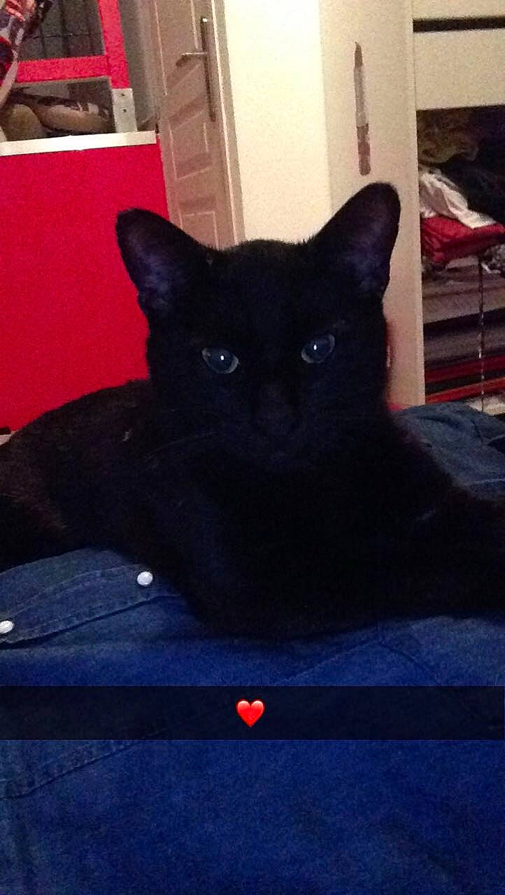 Minou participe au concours pour gagner de l'argent avec cette photo : black_cat, bombay, carnivore, cat, chair, comfort, domestic_short_haired_cat, electric_blue, eye, felidae, fur, red, room, sky, small_to_medium_sized_cats, snout, tail, tints_and_shades, whiskers, window