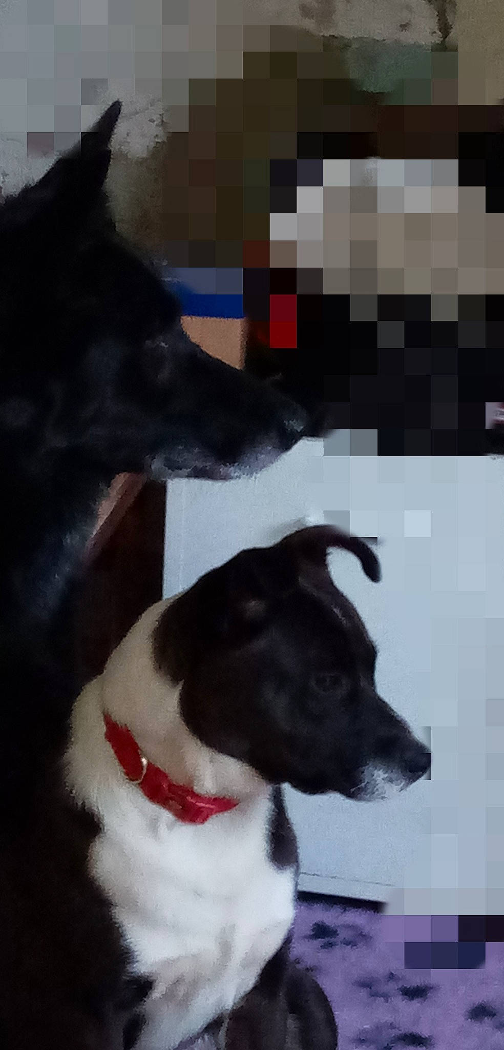 Speedy a rejoint le concours — aidez-le/la à gagner de superbes lots ! canidae, carnivore, collar, companion_dog, dog, dog_breed, dog_collar, dog_supply, fang, formal_wear, fur, great_dane, leash, pet_supply, snout, sporting_group, tail, whiskers, working_animal, working_dog