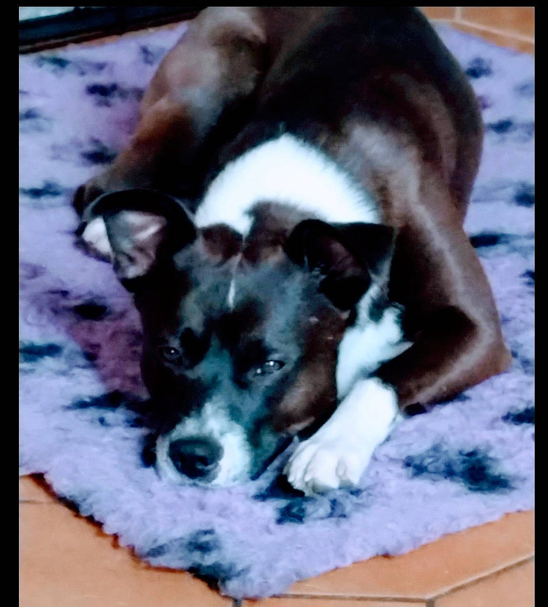 Speedy a rejoint le concours — aidez-le/la à gagner de superbes lots ! carnivore, chihuahua, comfort, companion_dog, corgi_chihuahua, dog, dog_breed, fur, pattern, paw, puppy_love, rectangle, small_terrier, square, tail, terrestrial_animal, terrier, toy_dog, whiskers, working_animal