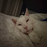 Snowflake is registered to the contest to win money with this photo: cat, white_cat, bed, bedding, patterned_sheet, indoor, cozy, sleepy, pet, feline, cute, relaxed, animal, paw, resting, close_up, domestic_cat, fur, whiskers, ears