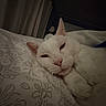cat, white_cat, bed, bedding, patterned_sheet, indoor, cozy, sleepy, pet, feline, cute, relaxed, animal, paw, resting, close_up, domestic_cat, fur, whiskers, ears