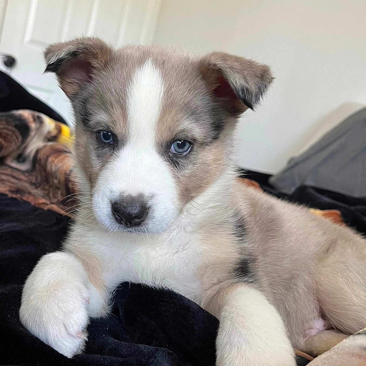 Rocko is registered to the contest to win money with this photo: animal, bed, bedroom, blanket, canine, couch, dog, eskimodog, furniture, hound, husky, indoors, interiordesign, person, pet, puppy, room, sleeping, snout, whitedog
