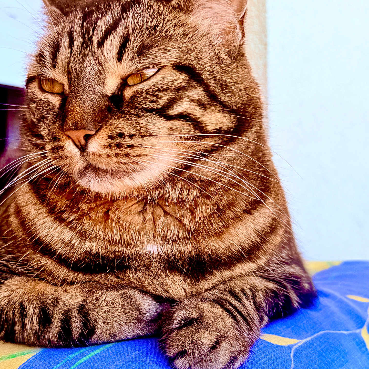 Frimoussine a rejoint le concours — aidez-le/la à gagner de superbes lots ! animal, cat, close_up, colorful_blanket, cute, domestic_animal, feline, fur, indoor, mammal, paws, pet, portrait, relaxed, resting, sleepy, soft_fur, striped, tabby_cat, whiskers