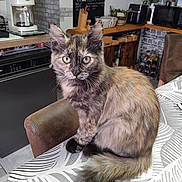 Chanelle a rejoint le concours — aidez-le/la à gagner de superbes lots ! animal, appliance, cat, chair, coffee_maker, counter, dishwasher, domestic, feline, fur, indoor, kitchen, microwave, pattern, pet, plant, tablecloth, tortoiseshell, wine_rack, wooden_furniture