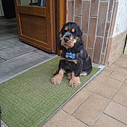 Charly participe au concours pour gagner de l'argent avec cette photo : animal, black_fur, brick_wall, collar, cute, dog, domestic, door, doormat, fur, guarding, indoor, name_tag, pet, puppy, sitting, tan_fur, tile_floor, waiting, young_dog