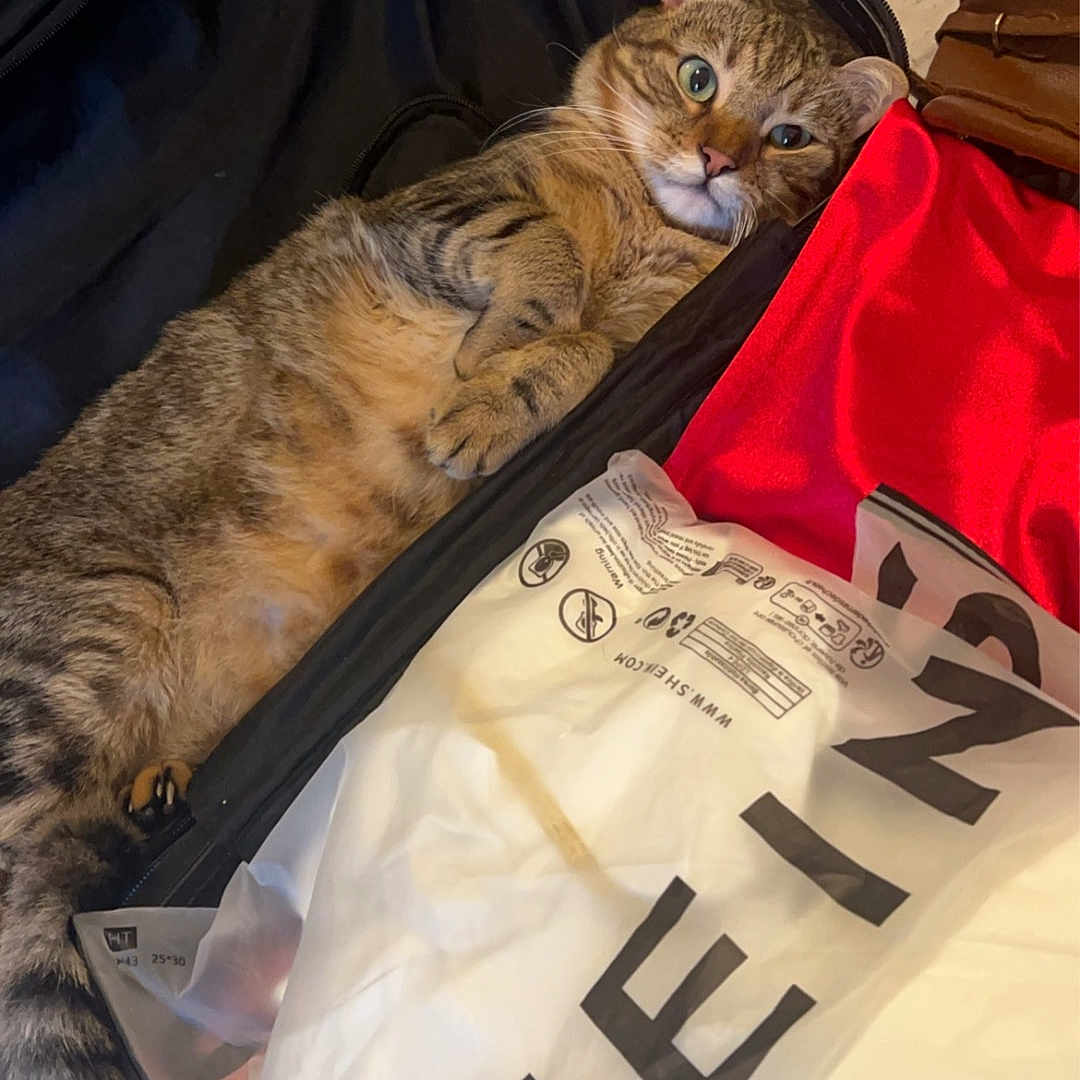 Cookie a rejoint le concours — aidez-le/la à gagner de superbes lots ! abyssinian, accessories, animal, bag, baggage, bed, blanket, cat, furniture, handbag, kitten, laundry, manx, person, pet, plastic, plasticbag, sleeping, suitcase, text