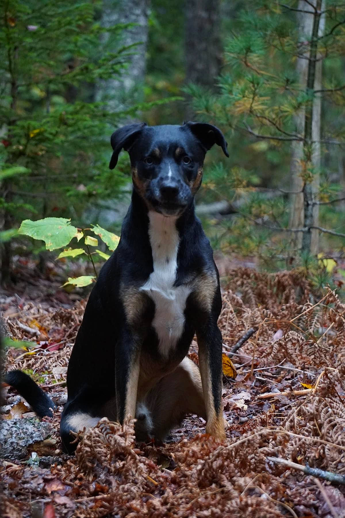 Walker joined the competition — help win amazing prizes! canidae, carnivore, companion_dog, dog, dog_breed, forest, grass, hunting_dog, plant, soil, tail, terrestrial_animal, tree, woodland, working_animal, working_dog