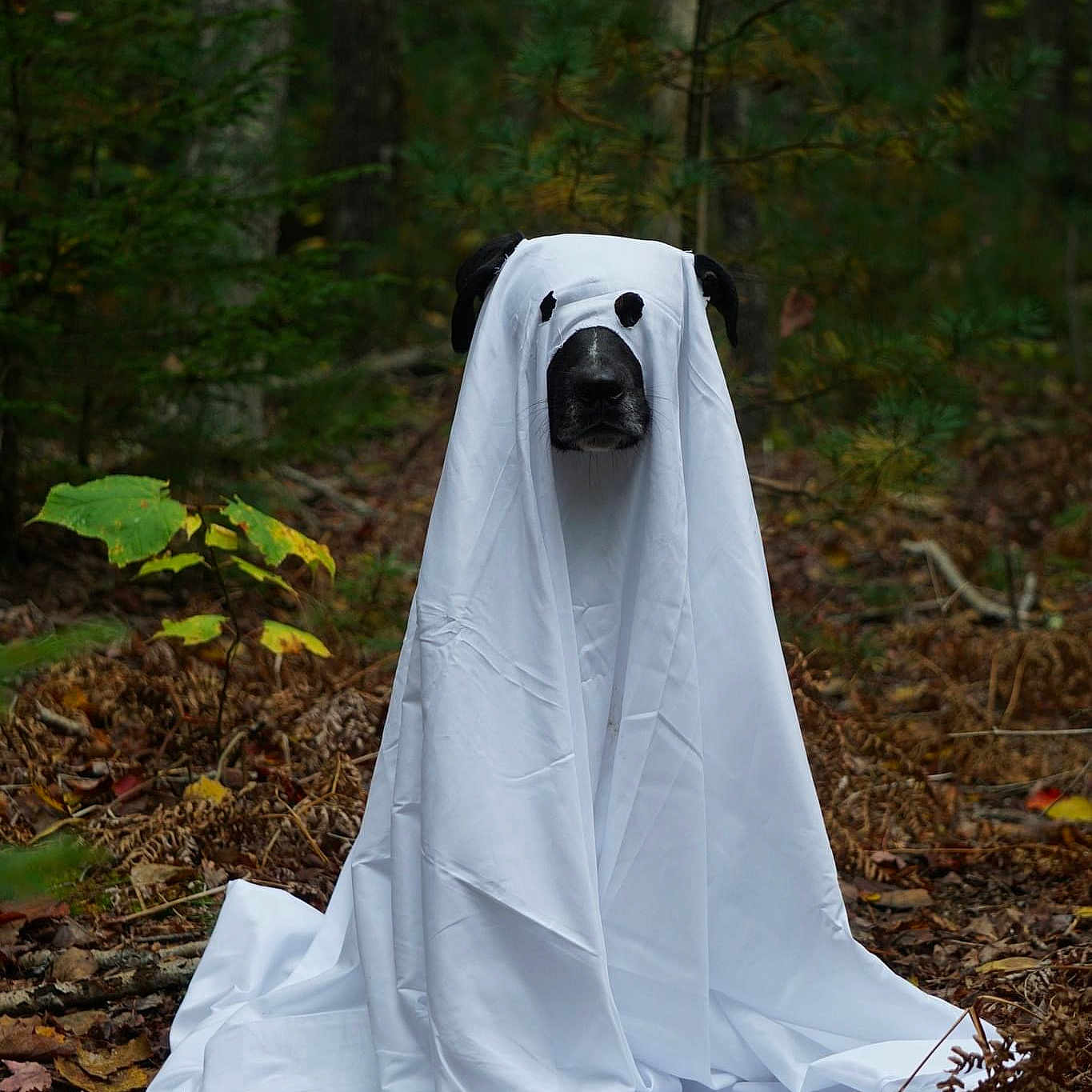 Walker is registered to the contest to win money with this photo: bridal_accessory, camping, costume, forest, grass, landscape, lawn_ornament, outerwear, personal_protective_equipment, plant, recreation, rock, sleeve, soil, tent, tree, triangle, veil, wood, woodland