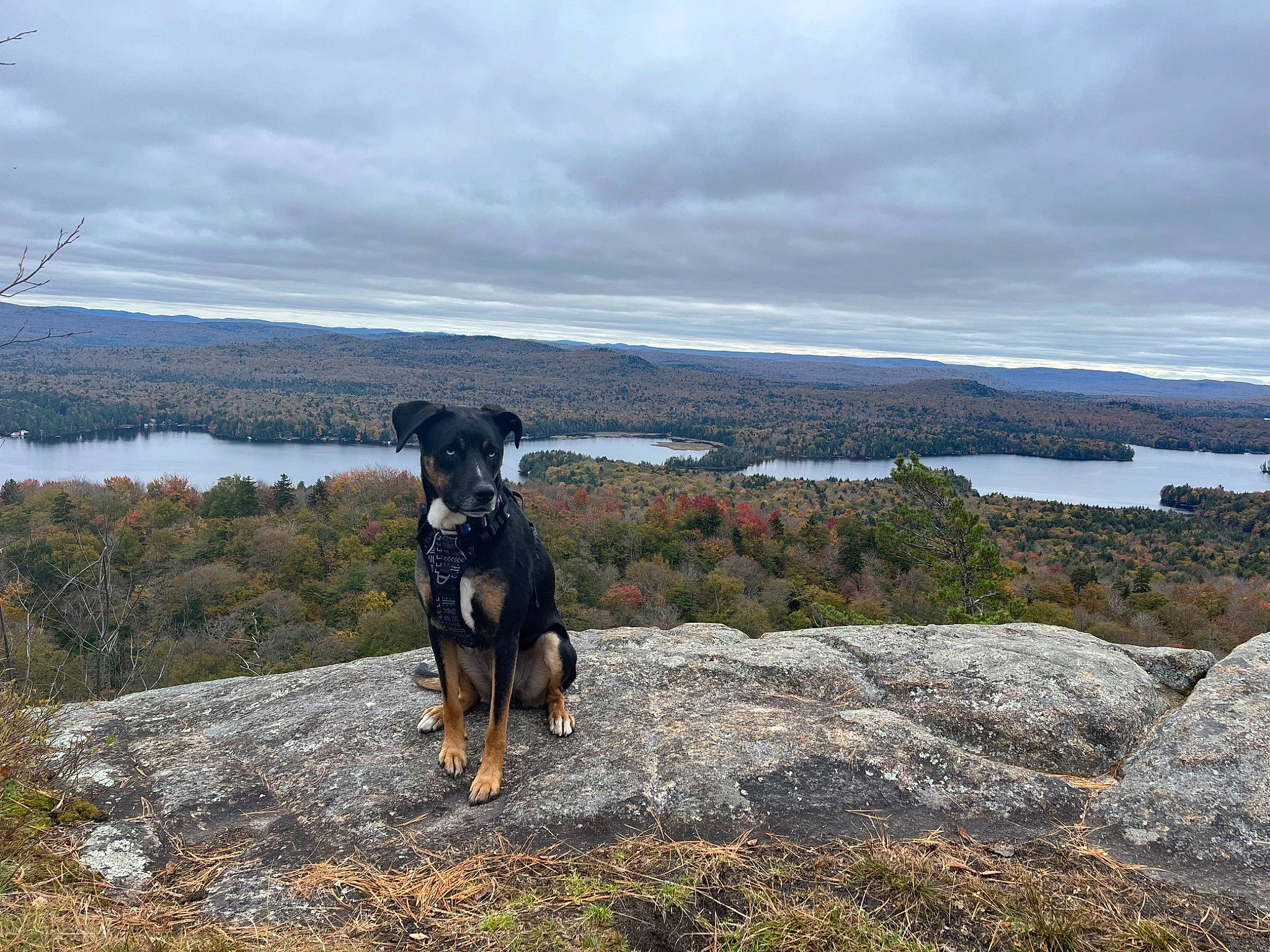 Walker is registered to the contest to win money with this photo: canidae, carnivore, cloud, dog, dog_breed, fawn, grass, grassland, highland, hill, horizon, lake, landscape, plant, rock, sky, sporting_group, tree, water, working_animal