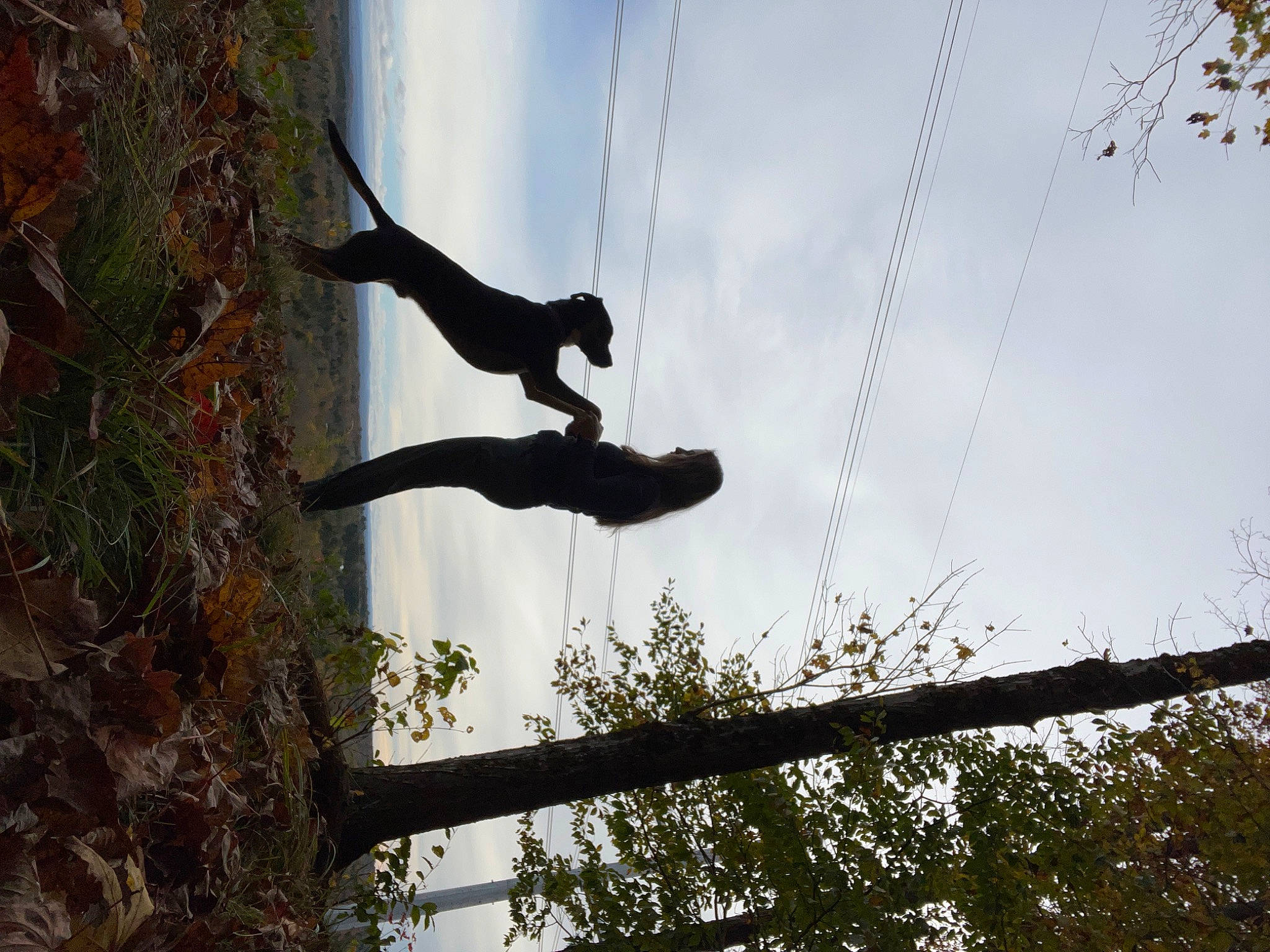 Walker is registered to the contest to win money with this photo: adventure, balance, branch, cloud, electrical_supply, electricity, fun, outdoor_shoe, overhead_power_line, people_in_nature, plant, public_utility, recreation, shadow, sky, tree, trunk, twig, wire, wood