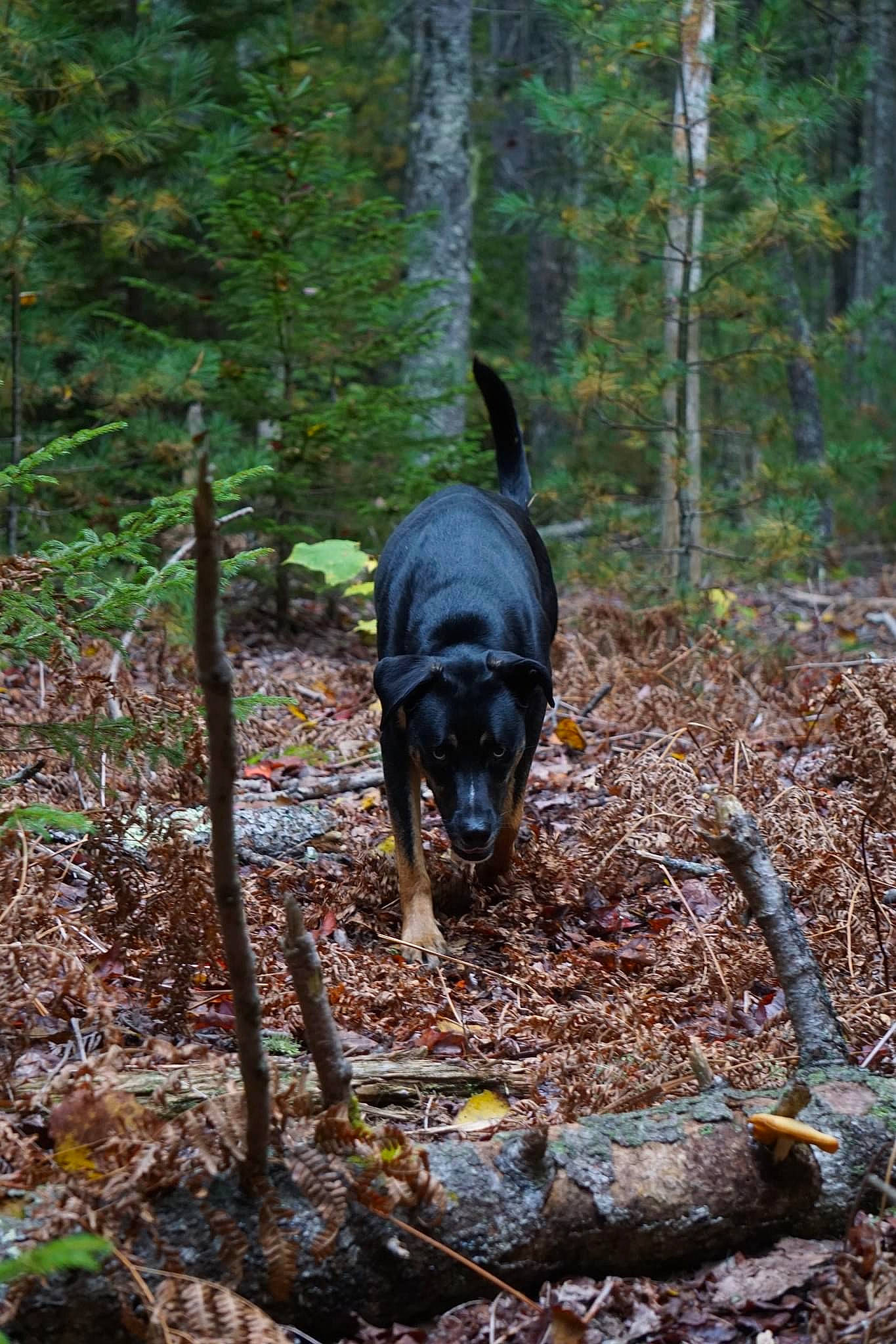 Walker is registered to the contest to win money with this photo: biome, canidae, carnivore, dog, dog_breed, forest, jungle, northern_hardwood_forest, old_growth_forest, plant, soil, sporting_group, tail, temperate_broadleaf_and_mixed_forest, trail, tree, wildlife, wood, woodland, working_animal