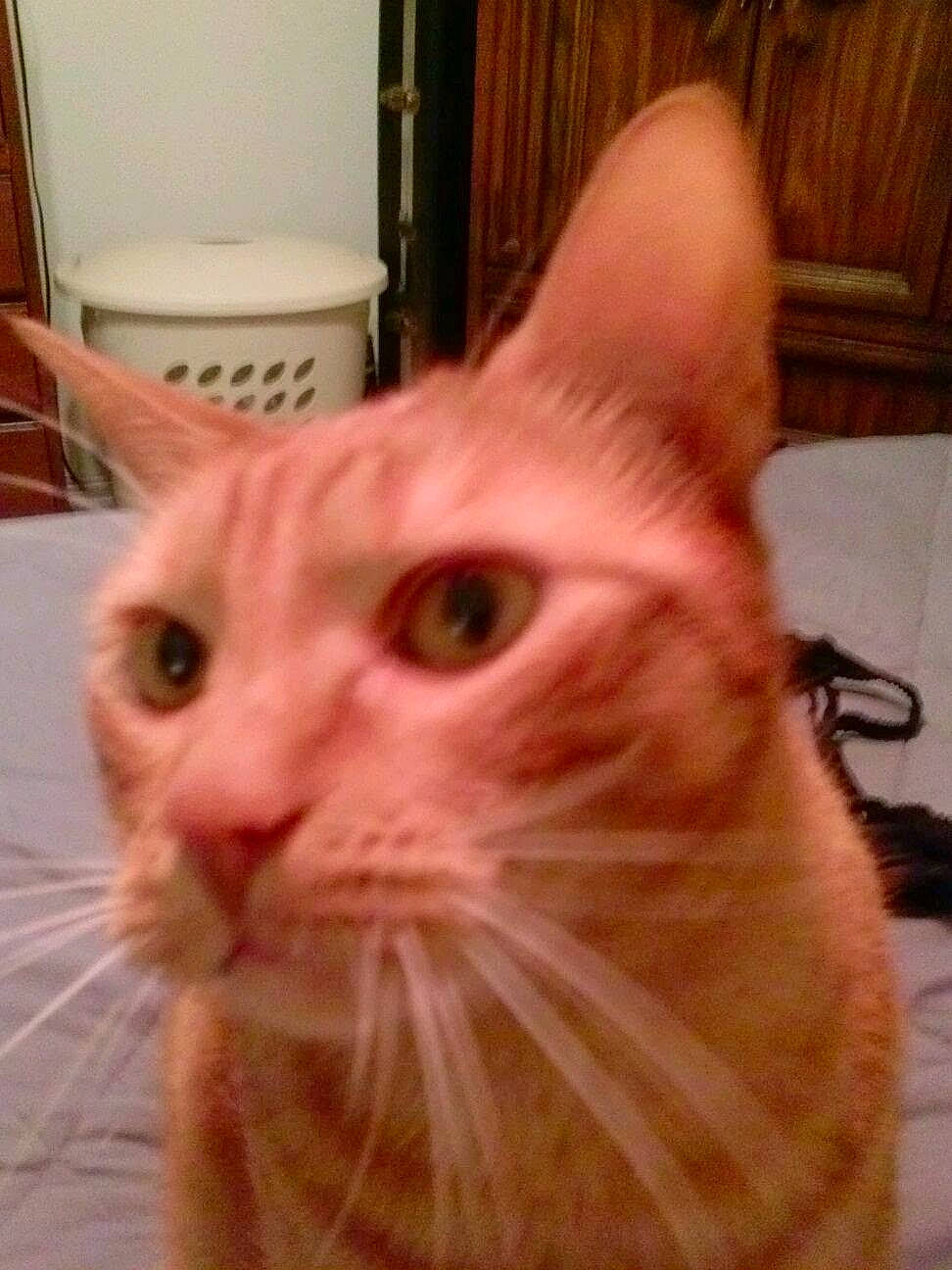 Mike is registered to the contest to win money with this photo: carnivore, cat, claw, curtain, domestic_short_haired_cat, ear, eye, fawn, felidae, fur, gesture, hair, iris, nose, small_to_medium_sized_cats, snout, whiskers, wood