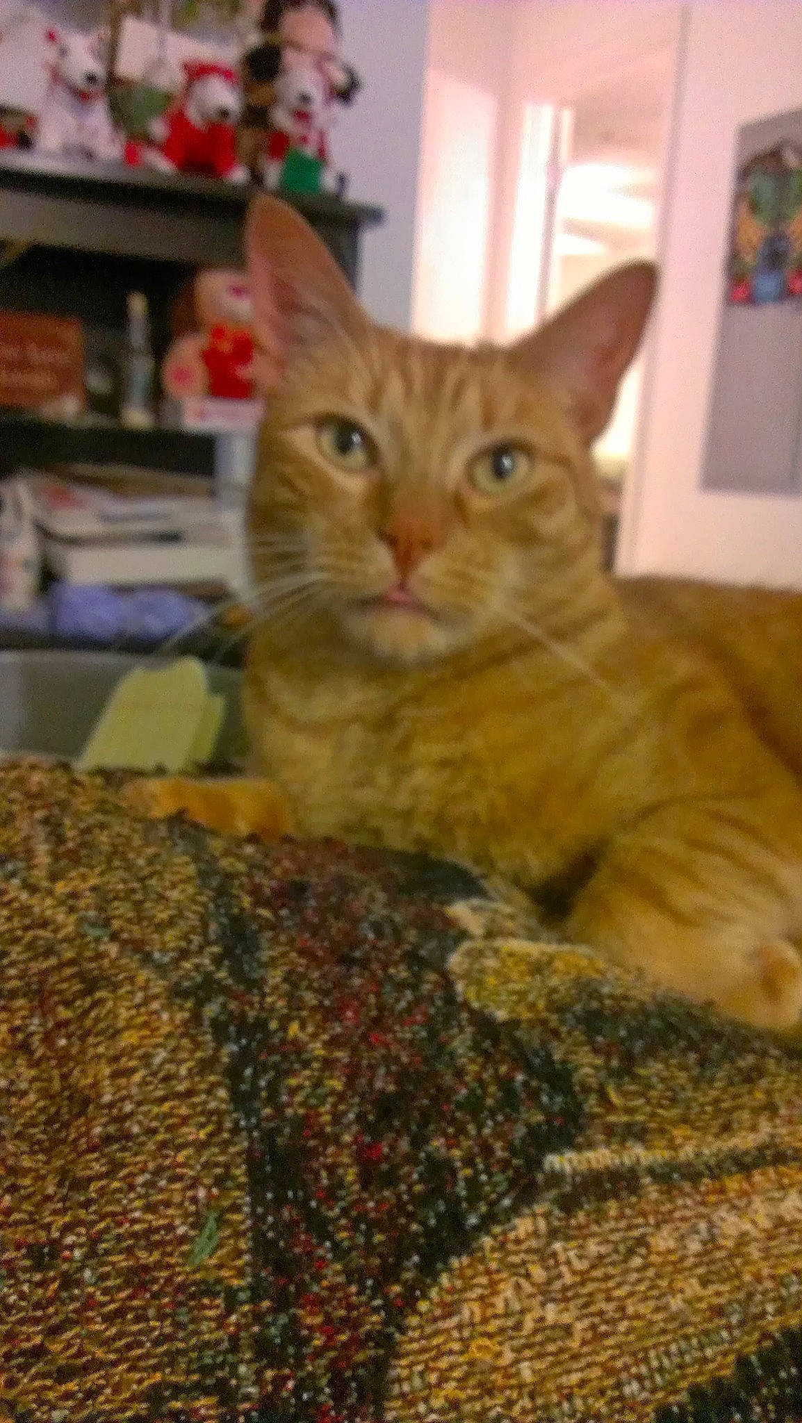 Mike is registered to the contest to win money with this photo: carnivore, cat, cat_supply, domestic_short_haired_cat, fawn, felidae, flooring, fur, picture_frame, shelf, sitting, small_to_medium_sized_cats, snout, terrestrial_animal, whiskers