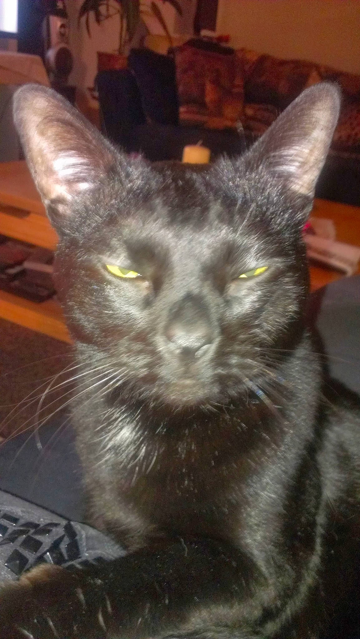 Timmy joined the competition — help win amazing prizes! black_cat, bombay, carnivore, cat, chartreux, domestic_short_haired_cat, felidae, fur, grey, havana_brown, small_to_medium_sized_cats, snout, whiskers