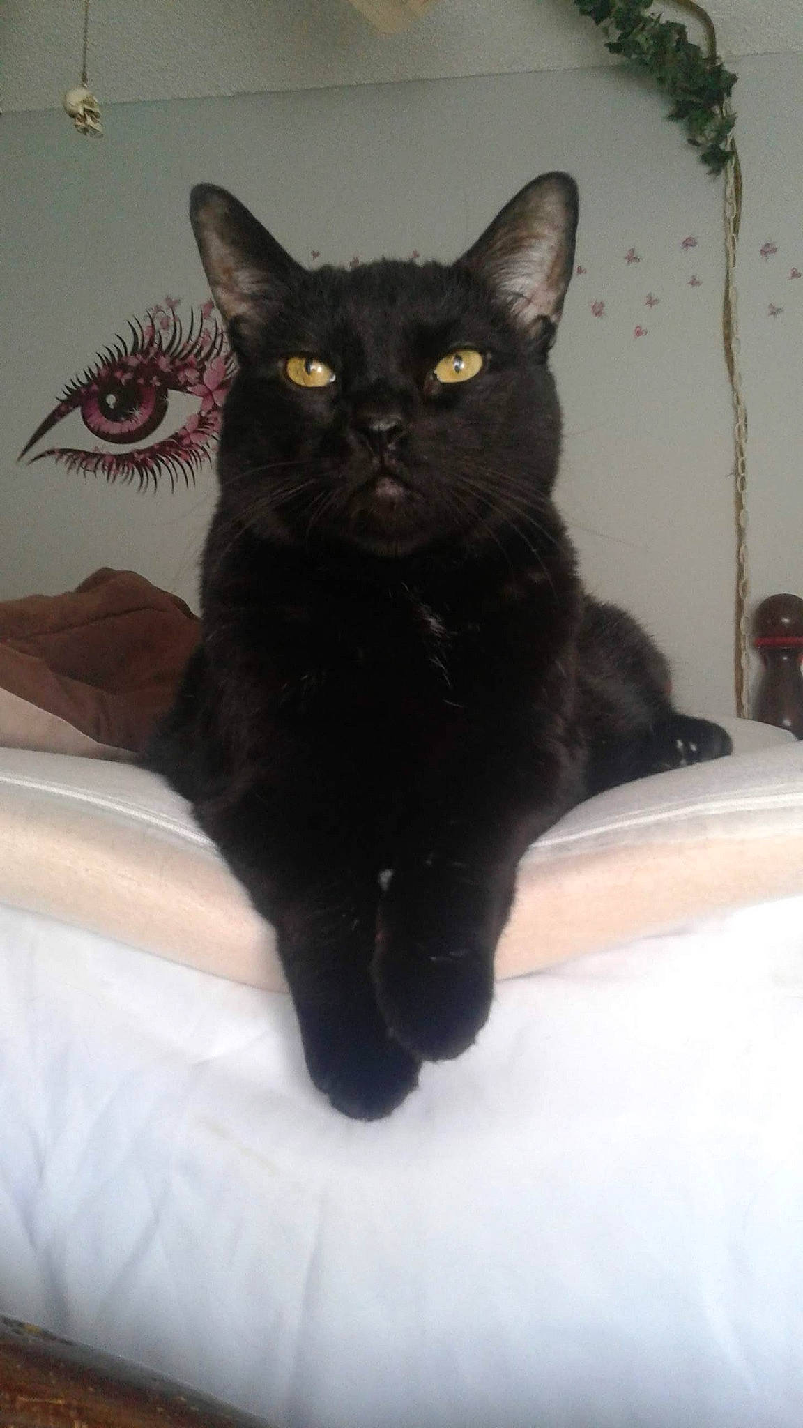 Timmy joined the competition — help win amazing prizes! black_cat, bombay, carnivore, cat, cat_supply, claw, comfort, domestic_short_haired_cat, felidae, fur, houseplant, pet_supply, small_to_medium_sized_cats, snout, tail, terrestrial_animal, whiskers