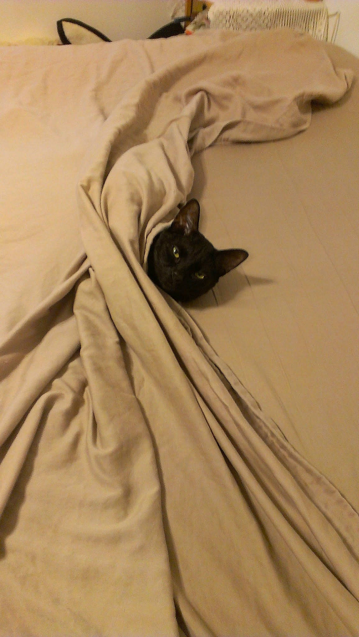 Timmy joined the competition — help win amazing prizes! bed_sheet, bedding, bedroom, beige, ceiling, comfort, fawn, felidae, flooring, fur, grey, hardwood, linens, room, sand, shadow, small_to_medium_sized_cats, whiskers, wing, wood