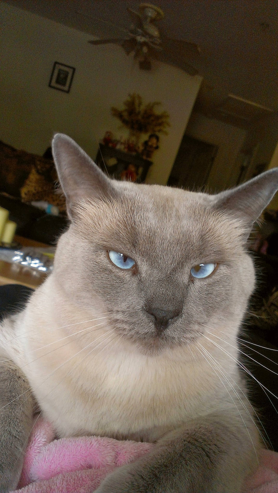 Billy is registered to the contest to win money with this photo: carnivore, cat, comfort, domestic_short_haired_cat, ear, eye, felidae, fur, head, houseplant, light_switch, picture_frame, plant, small_to_medium_sized_cats, snout, terrestrial_animal, whiskers, window