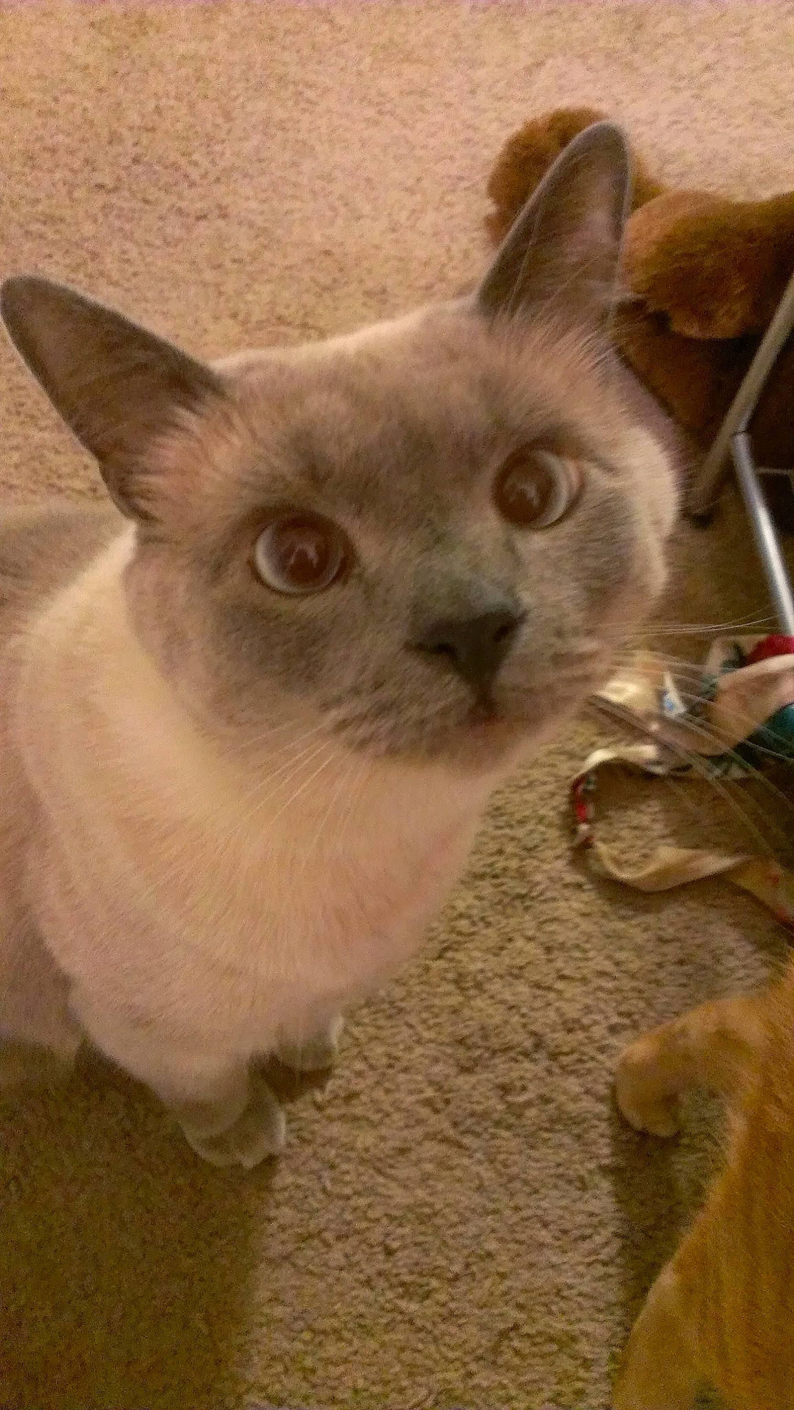 Billy joined the competition — help win amazing prizes! carnivore, cat, domestic_short_haired_cat, fawn, felidae, fur, iris, siamese, small_to_medium_sized_cats, snout, whiskers, window