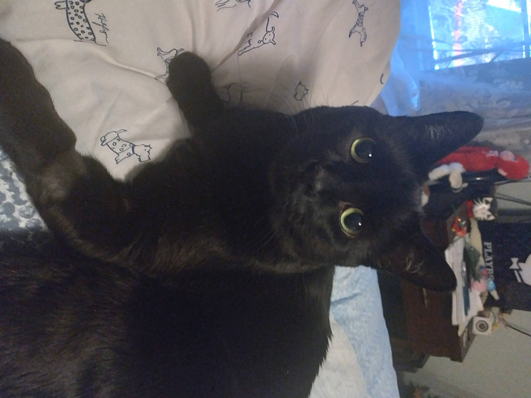 Jeff is registered to the contest to win money with this photo: black_cat, bombay, carnivore, cat, domestic_short_haired_cat, felidae, fur, plant, small_to_medium_sized_cats, snout, tail, tree, whiskers, window