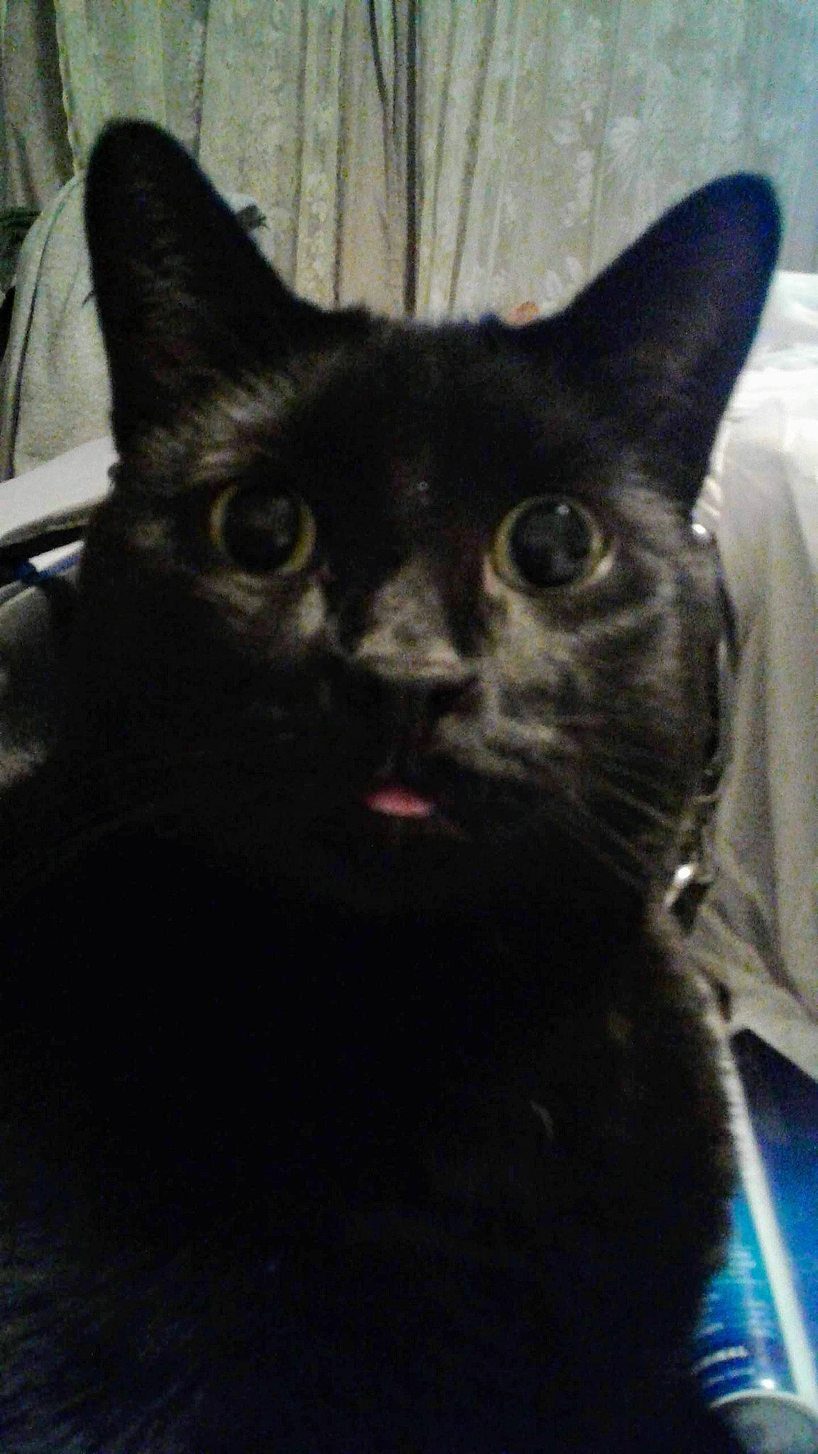 Jeff is registered to the contest to win money with this photo: black_cat, bombay, carnivore, cat, domestic_short_haired_cat, electric_blue, felidae, fur, grey, iris, small_to_medium_sized_cats, snout, tail, terrestrial_animal, whiskers