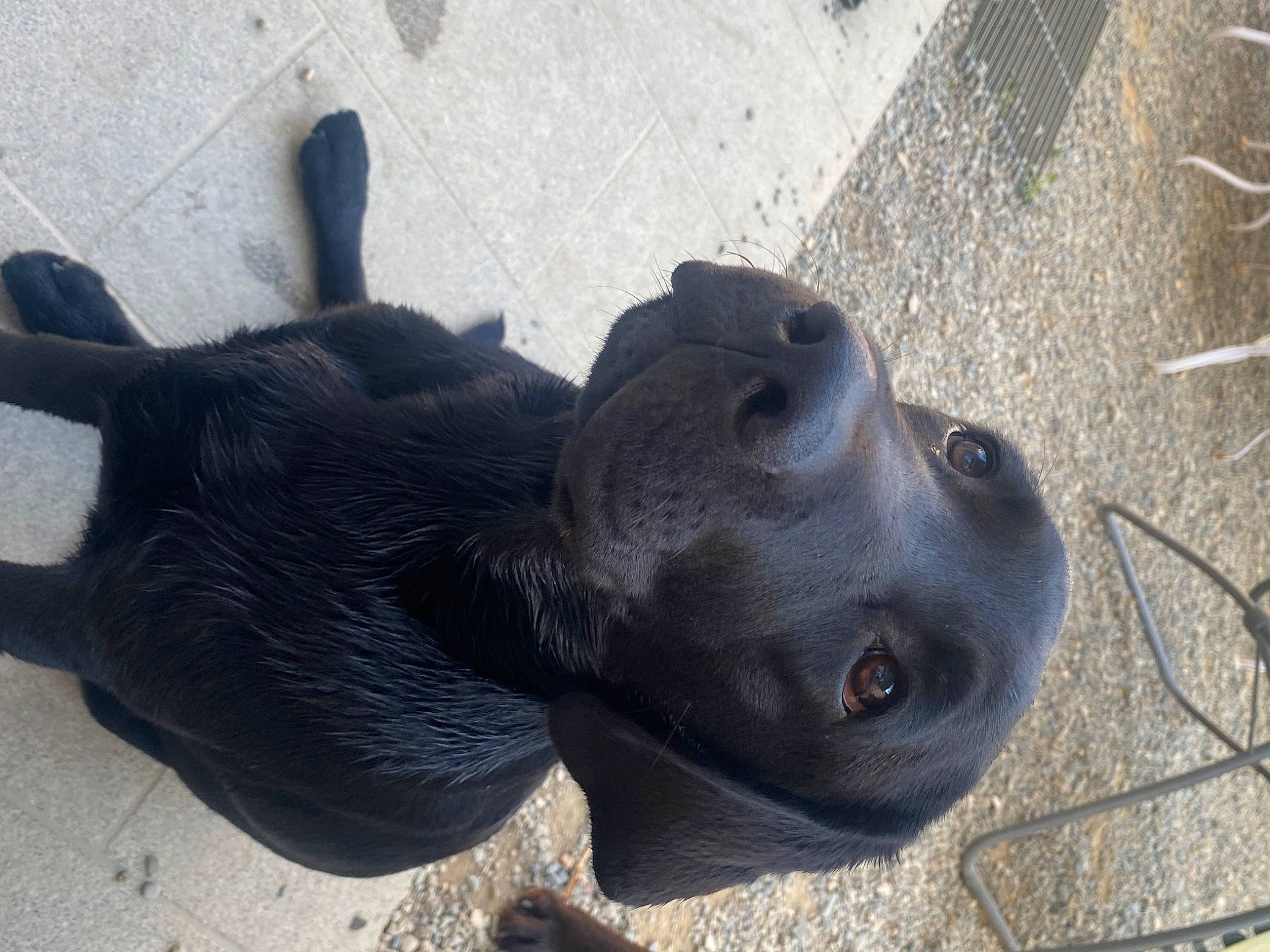 Maddy a rejoint le concours — aidez-le/la à gagner de superbes lots ! borador, canidae, carnivore, companion_dog, dog, dog_breed, fawn, fur, guard_dog, non_sporting_group, paw, sculpture, snout, sporting_group, street_dog, tail, terrestrial_animal, whiskers, window, working_animal