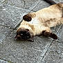animal, blue_eyes, cat, close_up, cute, daylight, fur, lying_down, mammal, outdoor, pavement, paw, pet, playful, relaxed, resting, siamese_cat, stone_tiles, tail, whiskers