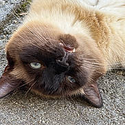 Figaro participe au concours pour gagner de l'argent avec cette photo : animal, black_face, blue_eyes, brown, cat, close_up, concrete, cream, ears, feline, fur, lying_down, nose, outdoor, pet, relaxed, siamese_cat, teeth, upside_down, whiskers