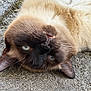 animal, black_face, blue_eyes, brown, cat, close_up, concrete, cream, ears, feline, fur, lying_down, nose, outdoor, pet, relaxed, siamese_cat, teeth, upside_down, whiskers