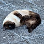 Figaro participe au concours pour gagner de l'argent avec cette photo : animal, blue_eyes, brown, cat, close_up, cream, curled_up, cute, ears, fur, nature, outdoor, pavement, paw, pet, relaxed, siamese_cat, sleeping, tail, whiskers