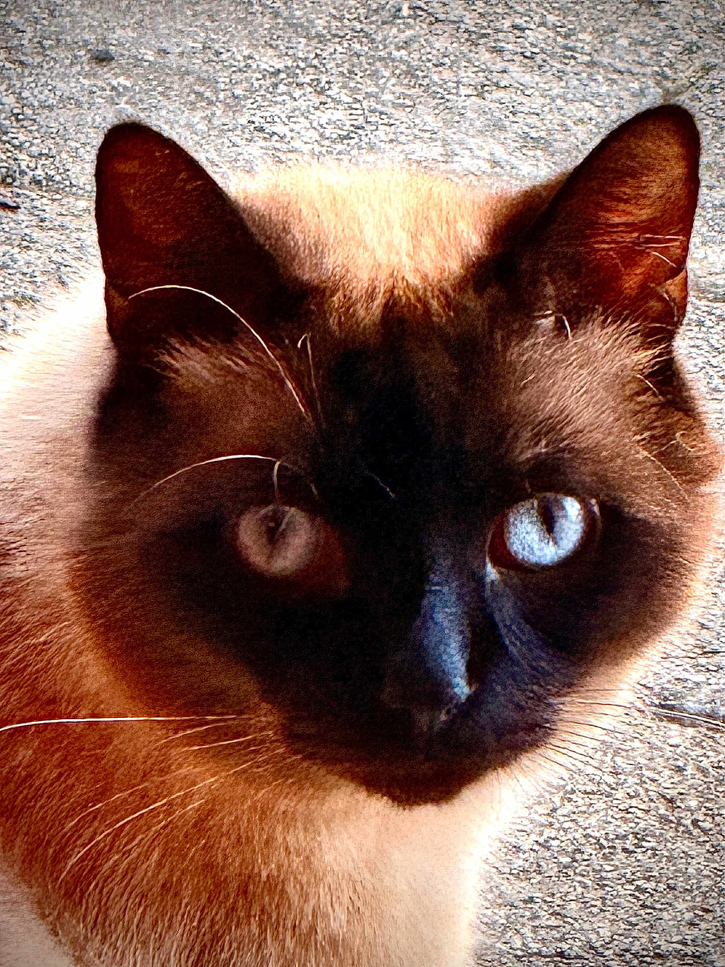 Figaro