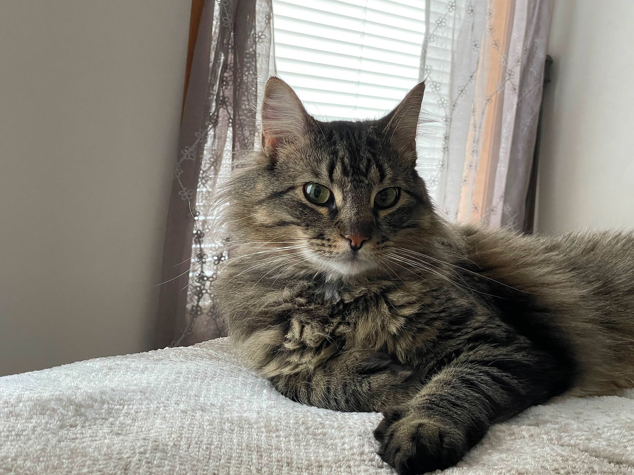 Ozzy is registered to the contest to win money with this photo: carnivore, cat, claw, comfort, curtain, domestic_short_haired_cat, felidae, fur, grey, maine_coon, paw, plant, sitting, small_to_medium_sized_cats, tail, terrestrial_animal, tree, whiskers, window, wood