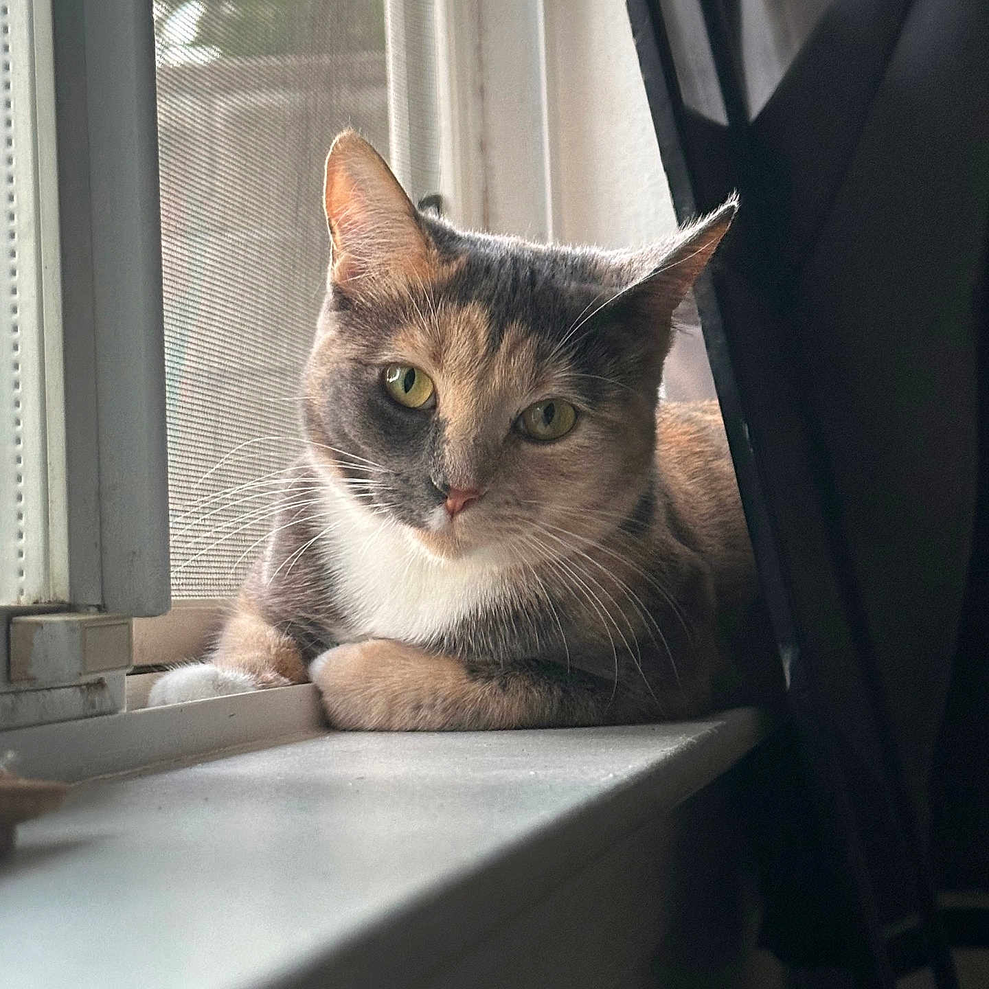 Bean is registered to the contest to win money with this photo: animal, calm, cat, closeup, curtains, domestic_cat, feline, fur, green_eyes, household, indoor, natural_light, pet, relaxed, resting, soft_light, whiskers, window_frame, window_screen, windowsill