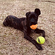 Maggie is registered to the contest to win money with this photo: active, animal, black_dog, brindle, canine, daylight, dog, fetch, fun, grass, laying_down, mouth_holding, nature, orange_ball, outdoor, paw, pet, playful, tennis_ball, young_dog