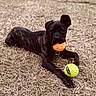 active, animal, black_dog, brindle, canine, daylight, dog, fetch, fun, grass, laying_down, mouth_holding, nature, orange_ball, outdoor, paw, pet, playful, tennis_ball, young_dog